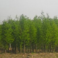 池杉價(jià)格，江蘇池杉基地