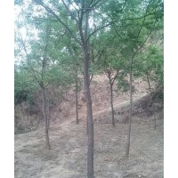 山西白皮松，油松，國槐，蘋果苗，核桃苗，桃樹，杏樹，梨樹