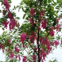 香花槐金銀花