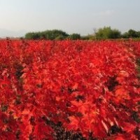 美國紅楓小苗哪里便宜？