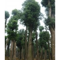 供應40公分香樟樹，50公分移植香樟樹
