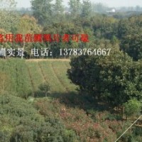 河南苗木價(jià)格，紫薇價(jià)格，八月桂花價(jià)格，四季桂花價(jià)格，金絲桃價(jià)