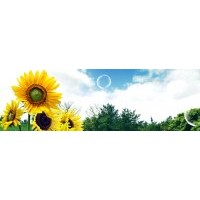 太陽李樹苗