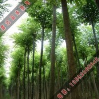 國槐小苗的病蟲害_國槐價(jià)格