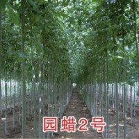 供應(yīng)速生白蠟苗