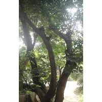 安慶龍山名樹(shù)園出售大規(guī)格樸樹(shù)