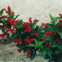 保定曲陽大量出售紅王子錦帶/保定出售紅王子錦帶