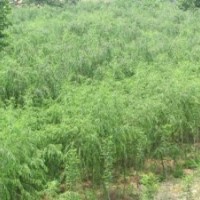 江蘇常州專業(yè)銷售綠垂柳！