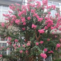 江西南昌出售花木，有紫薇、杜鵑、根雕、紅豆杉大量供應