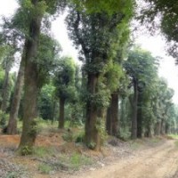 15公分移栽桂花樹