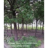供應(yīng)15公分香樟樹（帶樹冠）約200顆