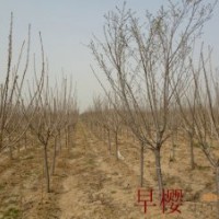 山東泰安萬畝櫻花園|泰安鵬舉櫻花基地