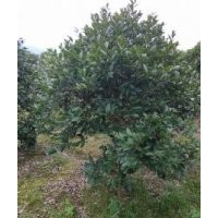 高品質(zhì)油茶 長(zhǎng)期供應(yīng)