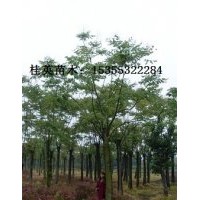 供應(yīng)河南黃山欒樹最新價(jià)格咨詢，直銷江蘇定桿欒樹價(jià)格，浙江欒樹