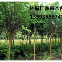國(guó)槐出售、2-3公分國(guó)槐、價(jià)格優(yōu)惠