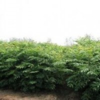 欒樹(shù)苗