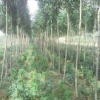 大量供應速生白蠟、國槐成品苗、實生苗及半成品