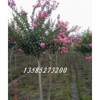 大量銷售各種綠化苗木：紫薇、紫荊、紫葉李、銀杏、