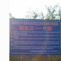 廣東竹柳育苗