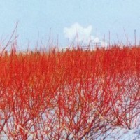 紅瑞木