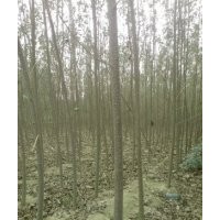 毛白楊。柳樹，白蠟，國槐，椿樹，榆樹，