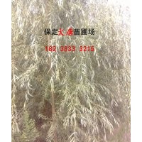 供應(yīng)金絲柳、黃柳