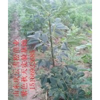紫色秋天白蠟栽培要點(diǎn)及主要用途