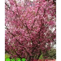 冬紅果海棠，西府海棠，垂絲海棠，紅寶石海棠，梨花海棠，雪花海