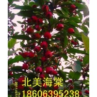 供應(yīng)山東北美海棠，北美海棠有多少個(gè)的品種？魯南千畝海棠園