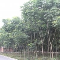 供應(yīng)各規(guī)格欒樹(shù) 欒樹(shù)價(jià)格