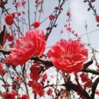 紅梅