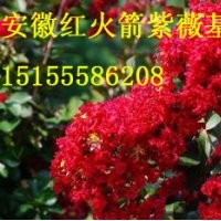 美國紅火箭紫薇怎么種植？