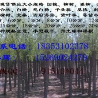 晉城6公分旱柳價(jià)格15至20公分饅頭柳價(jià)格垂柳特價(jià)