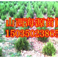 山西檜柏價格檜柏圖片檜柏哪里有運城檜柏