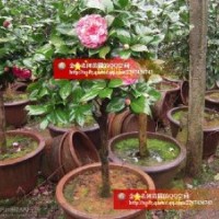嫁接茶花出售
