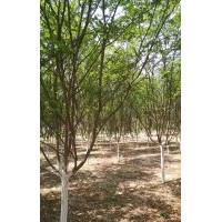 紫薇、龍柏、塔柏、紫荊、金葉女貞、櫻花