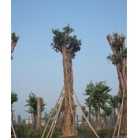 黃葛樹大樹專銷