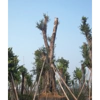 供應(yīng)四川黃葛樹大樹，瀘州大黃葛樹，黃葛樹大樹價格