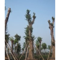 黃葛樹大樹供應(yīng)，瀘州大黃葛樹，黃葛樹大樹價(jià)格