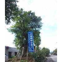 瀘州黃葛樹大樹供應(yīng)商