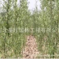 供應(yīng)2公分竹柳