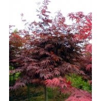 成都紅楓價格 成都紅楓報價 紅楓品種 紅楓規(guī)格
