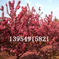 北美海棠，北美海棠芽苗，木瓜海棠，木瓜苗。流蘇苗，果樹苗