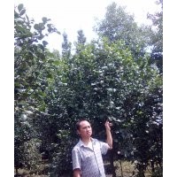 供應(yīng)茶花、臘梅
