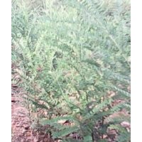 【刺槐 國槐 白蠟 皂角苗】專業(yè)供應(yīng)