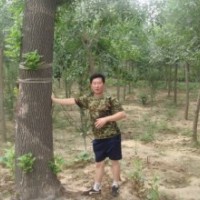 大量供應(yīng)白蠟、柳樹、檉柳、國槐、刺槐、合歡、榆樹、臭椿