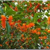 湖南桂花，湖南丹桂，湖南茶花，湖南茶梅，湖南杜鵑