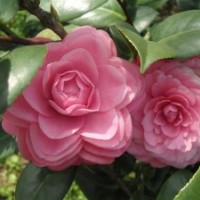 茶花養(yǎng)殖技術