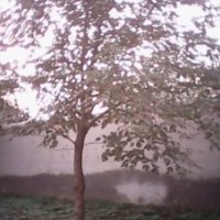 大量出售各種規(guī)格，構(gòu)樹。