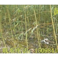 柳樹 柳樹 柳樹 柳樹 2-8公分量大?。?！
